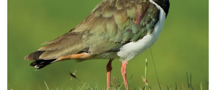 Palmers Solicitors Gold August 2024 renewal certificate