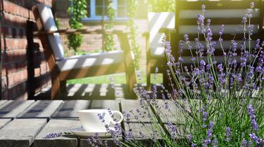My neighbour is destroying the enjoyment of my garden – What are my options?